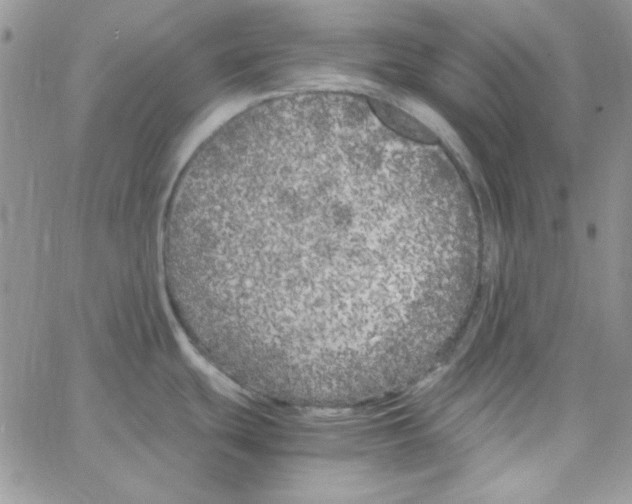 X0000062921439200602031911