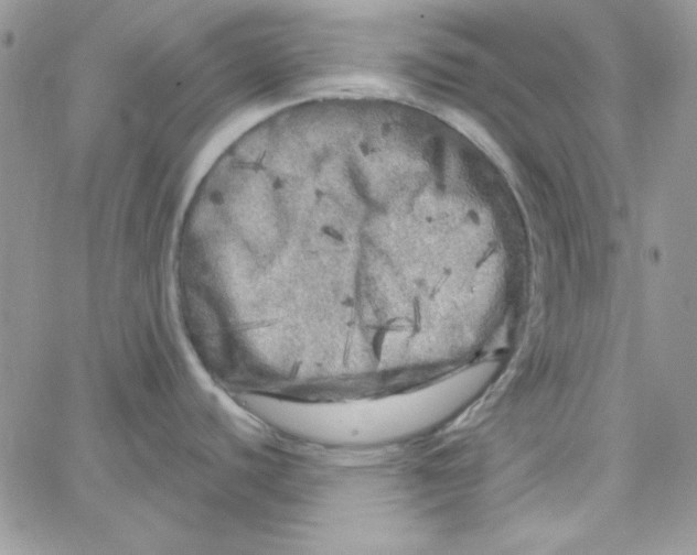 X0000062921440200602031911