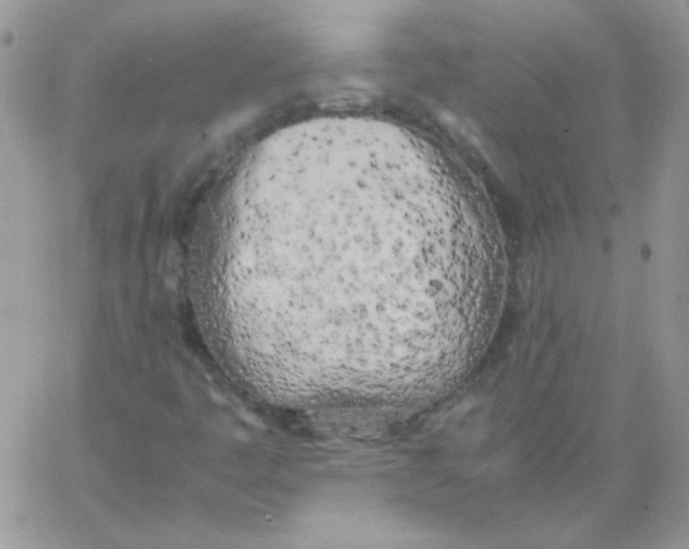 X0000062921445200602031910