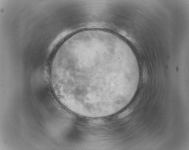 X0000062921454200602031910