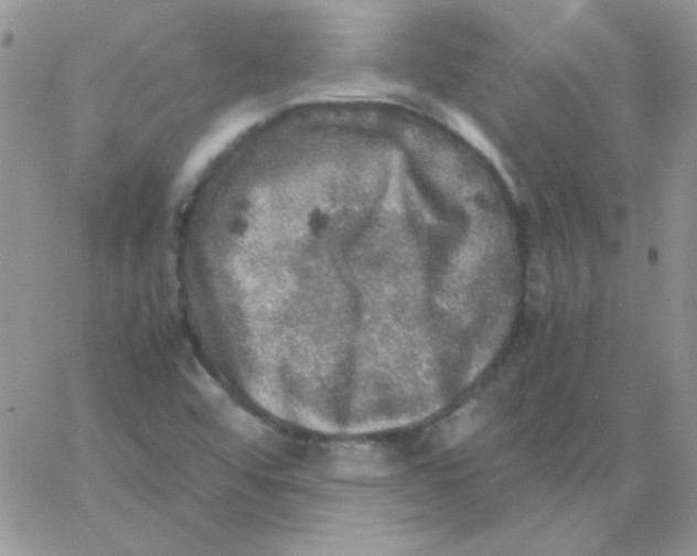 X0000062921456200602031910