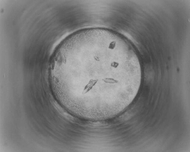 X0000062921460200602031910