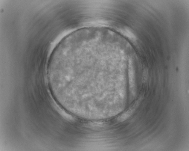 X0000062921470200602031910