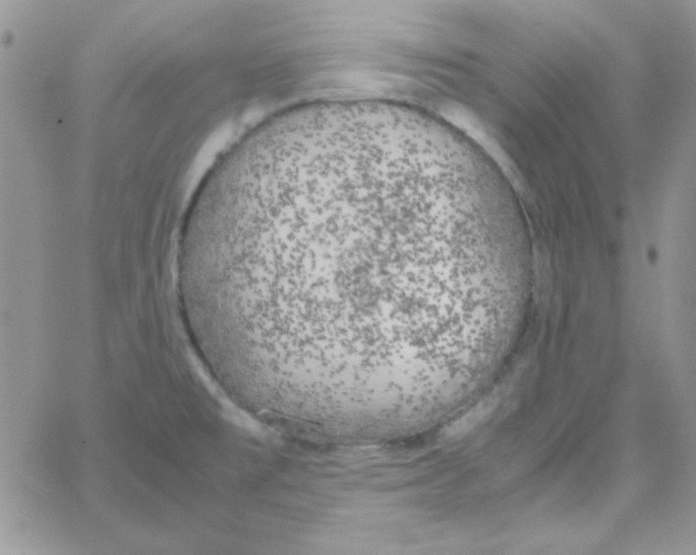 X0000062921477200602031909