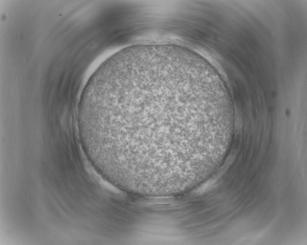 X0000062921486200602031909