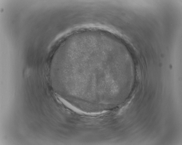 X0000062921494200602031909