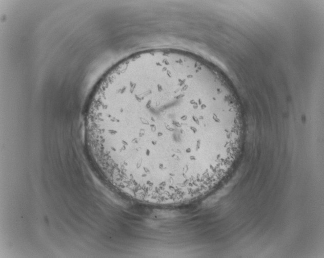 X0000062921509200602031909