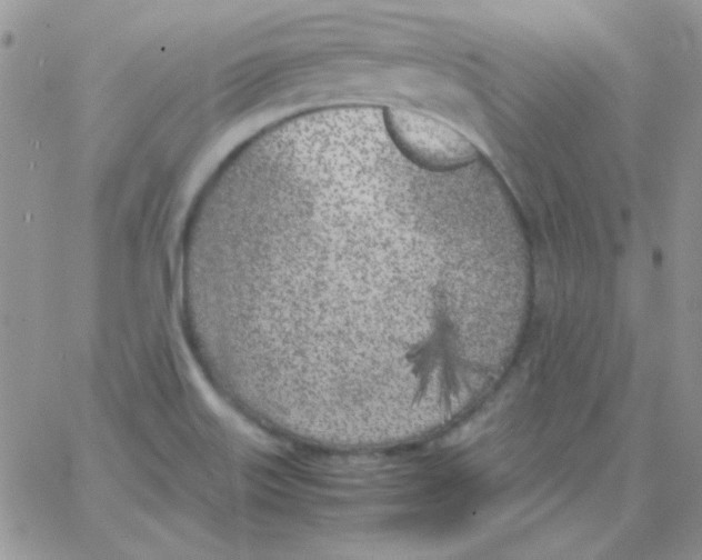 X0000062921515200602031909