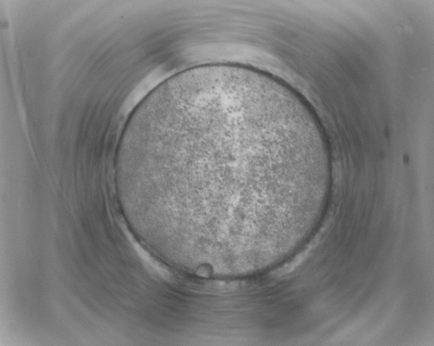 X0000062921521200602031909