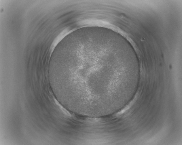 X0000062921529200602031909