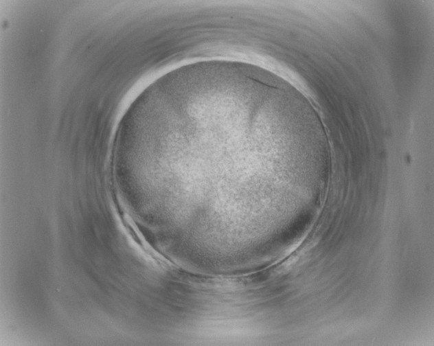 X0000062921536200602031909