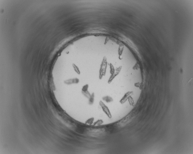 X0000062920155200602101905