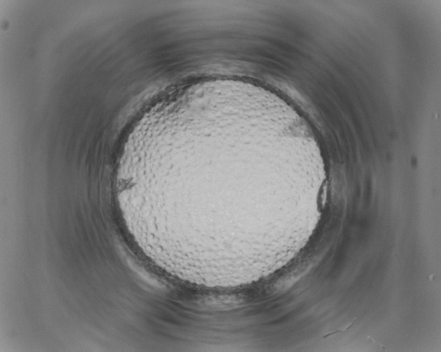 X0000062920445200602101901