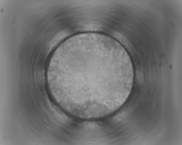 X0000062920534200602101859