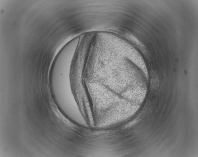 X0000062920892200602101854
