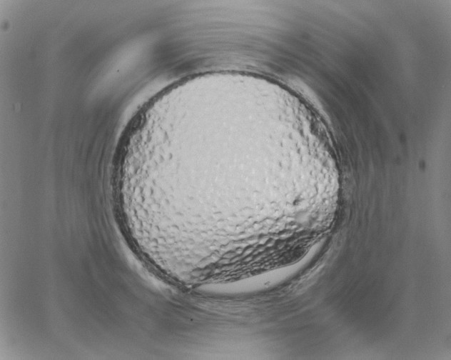 X0000062920995200602101852