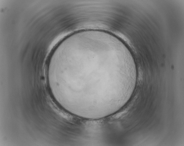 X0000062921078200602101851