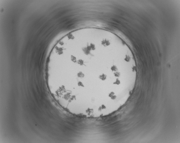 X0000062921104200602101850