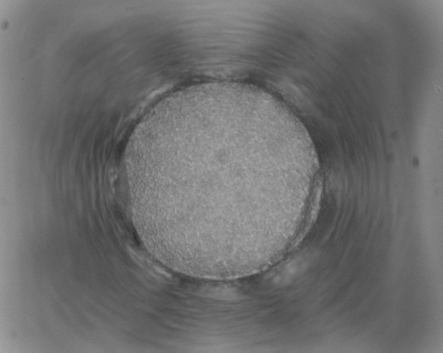 X0000062921106200602101850