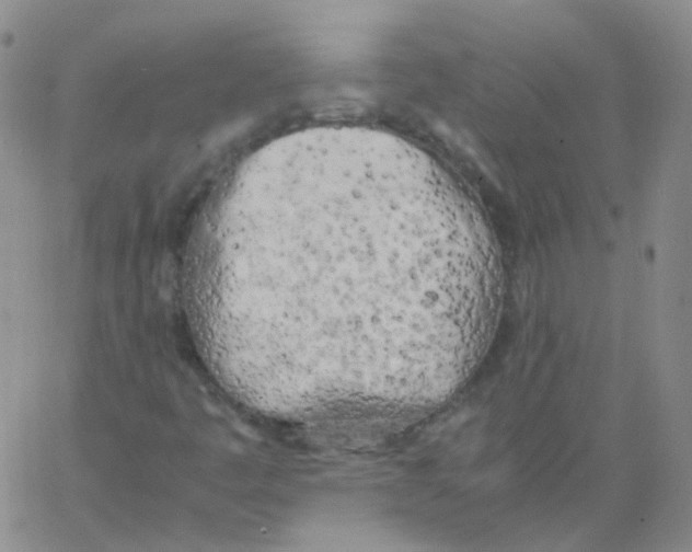 X0000062921445200602101845