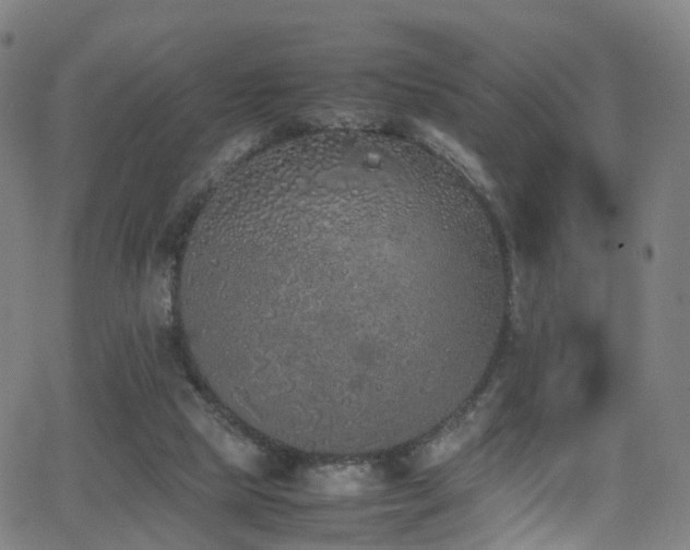 X0000062930065200601131522