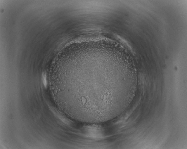 X0000062930069200601131522