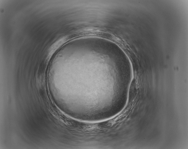 X0000062930099200601131522