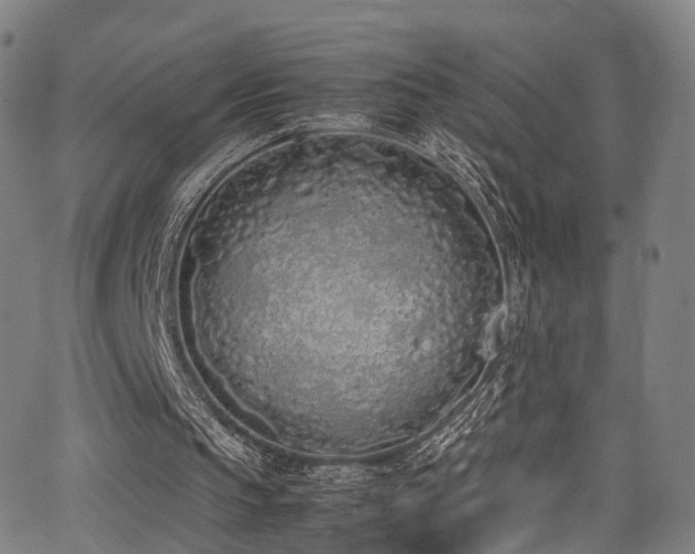 X0000062930145200601131520