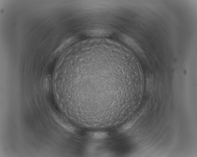 X0000062930165200601131520