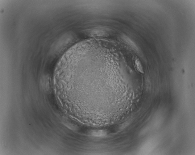 X0000062930169200601131520