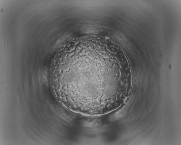 X0000062930175200601131521