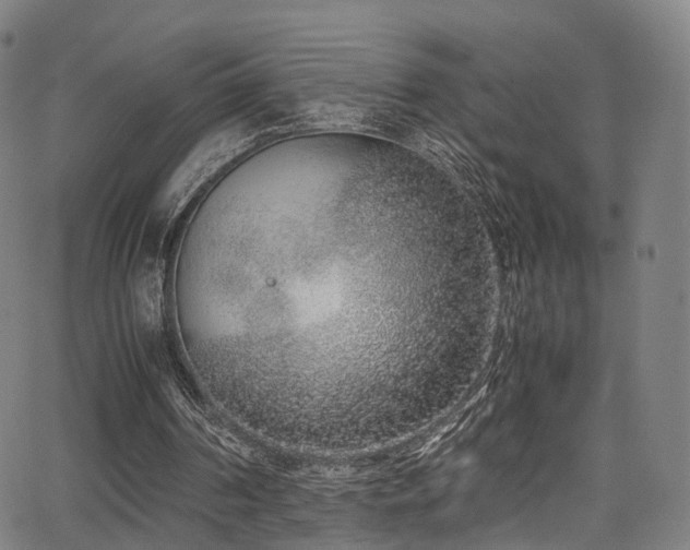 X0000062930194200601131520