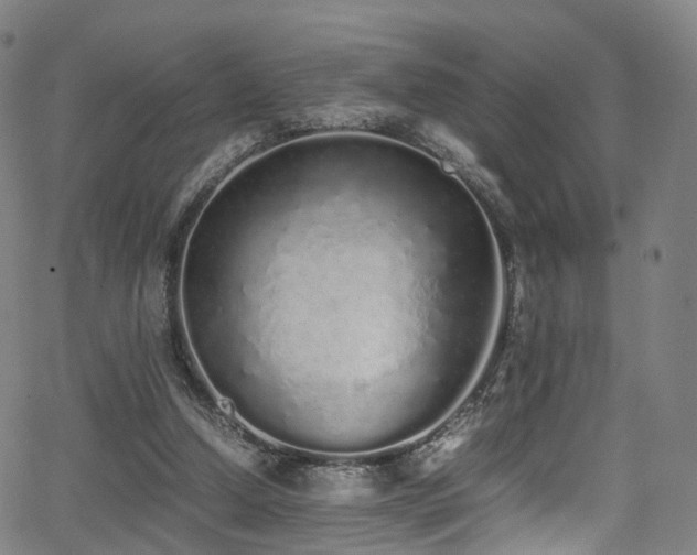 X0000062930250200601131519