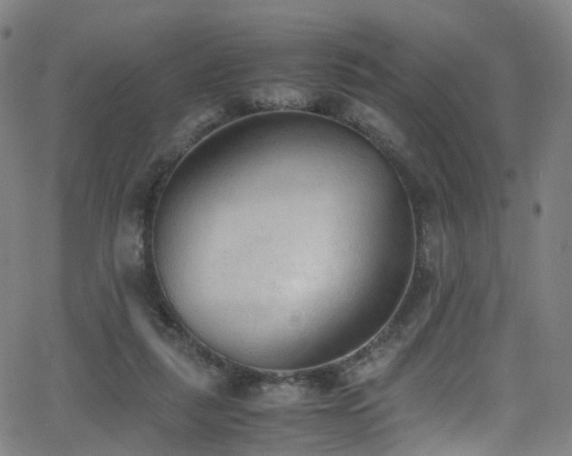 X0000062930259200601131519