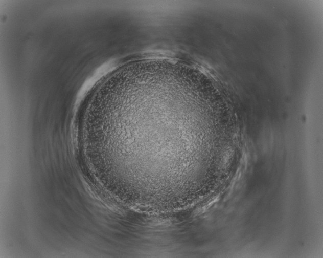 X0000062930343200601131517