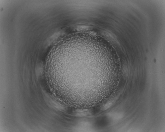 X0000062930367200601131517