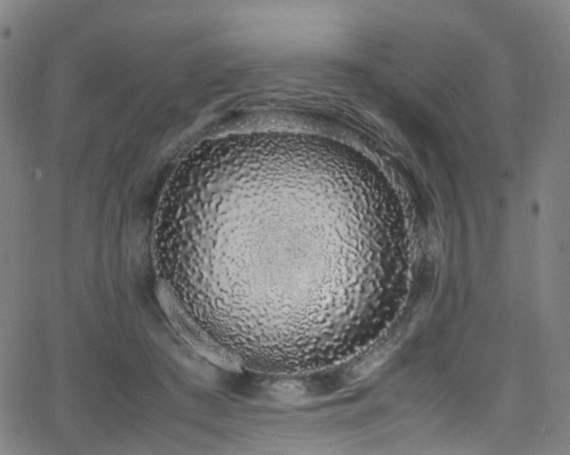 X0000062930409200601131516