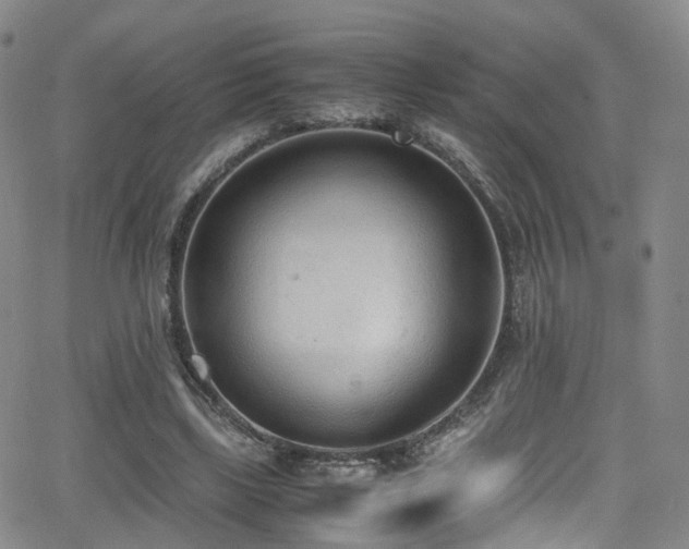 X0000062930443200601131515