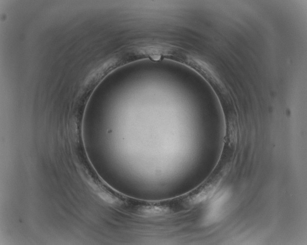 X0000062930453200601131515