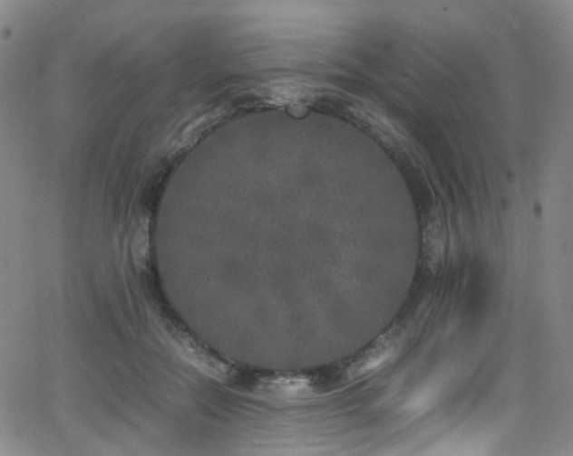 X0000062930554200601131514