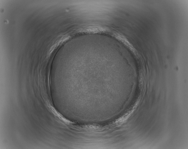 X0000062930585200601131513