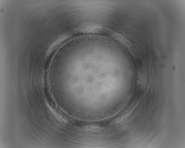 X0000062930586200601131513