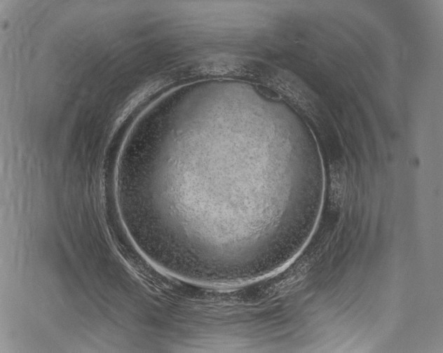 X0000062930626200601131512