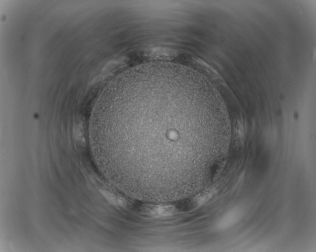 X0000062930663200601131513