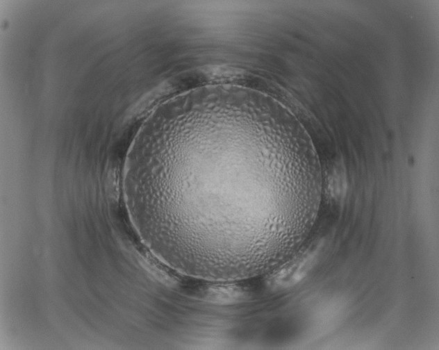 X0000062930666200601131513