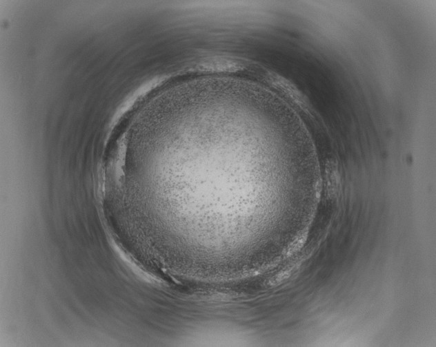 X0000062930726200601131510