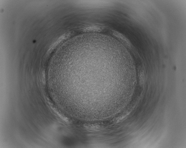 X0000062930729200601131510