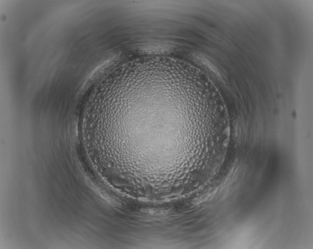 X0000062930733200601131510