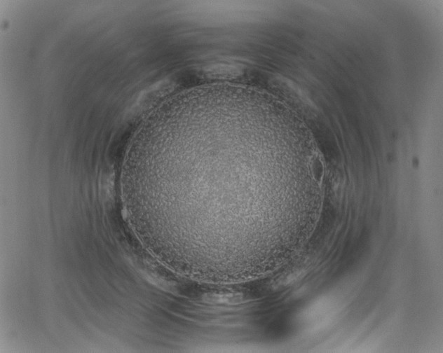 X0000062930745200601131511