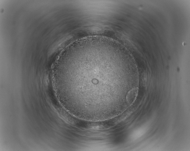 X0000062930746200601131511